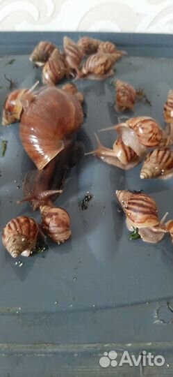 Улитятки ахатины