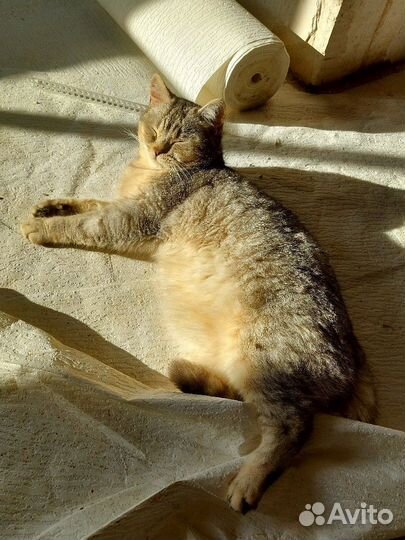 Котик в добрые руки