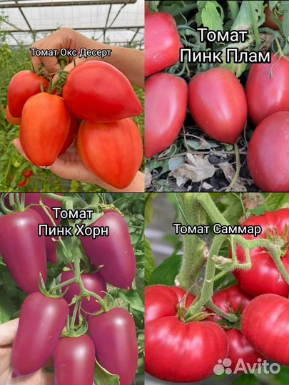 Томат. Семена профессиональные