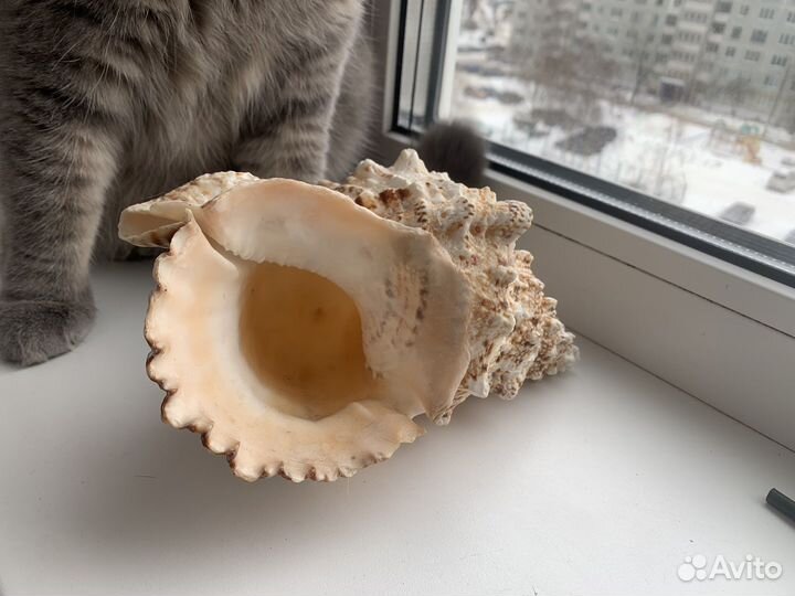 Морские ракушки раковины