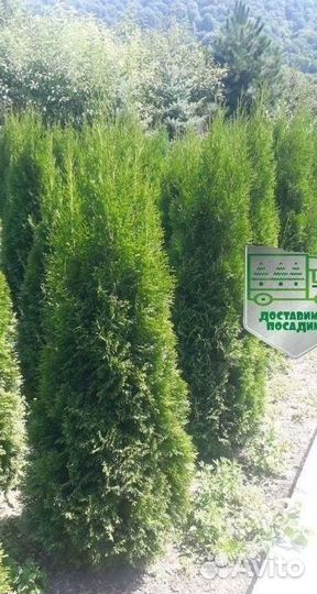 Туя Смарагд