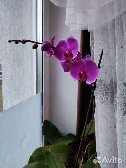 Цветы домашние в горшках