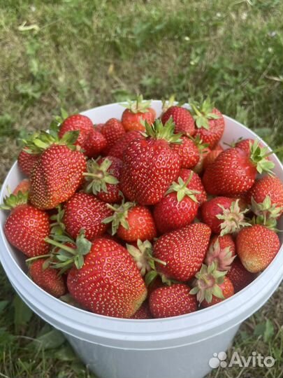 Клубника / Виктория. 5 литров