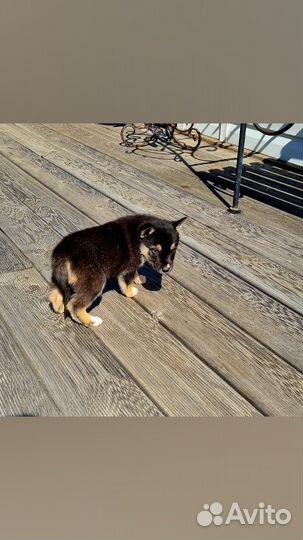 Щенки митисы