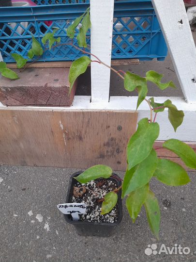 Ежевика,актинидия,лимонник,розмарин