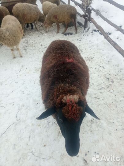 Овцы бараны ягнята оптом