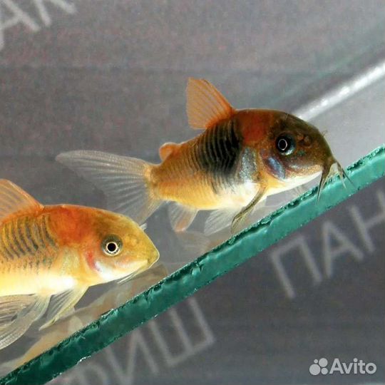 Коридорасы