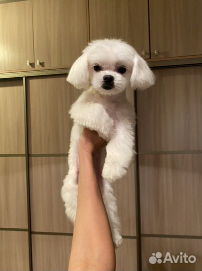 Вязка мальтезе кобель