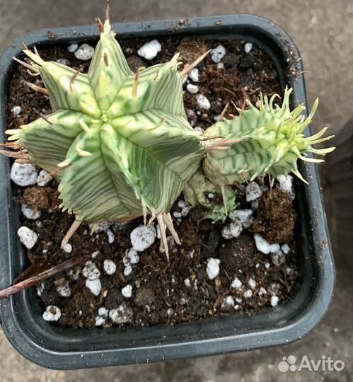 Эуфорбия мелоформис вариегатная из питомника