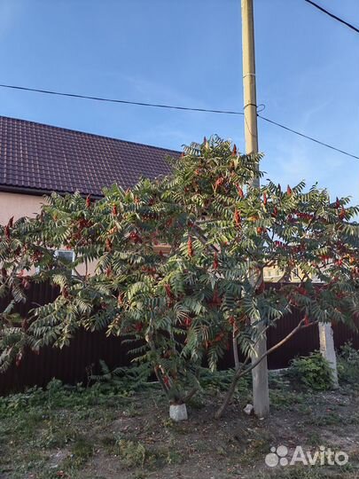 Саженцы сумах оленерогий