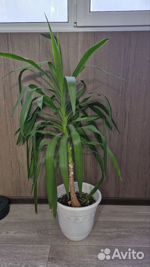 Пальма юкка 1.2м
