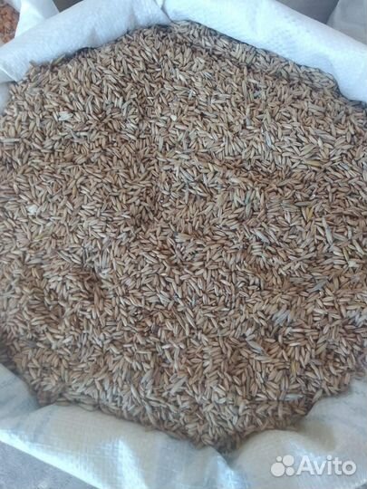 Овёс голозерный в мешках