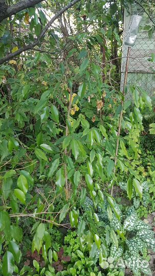 Фикус бенджамина большой