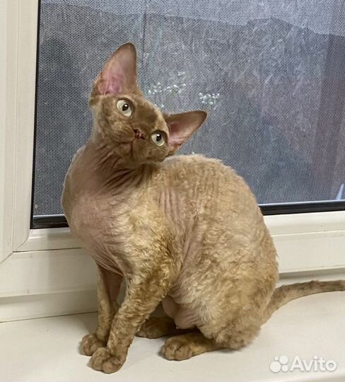 Девон-рекс кошка