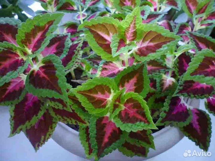 Рассада Колеуса