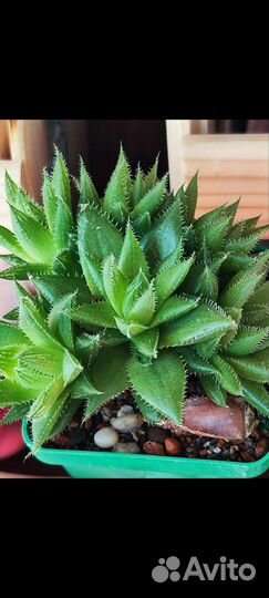 Хавортии, гастерии, алоэ