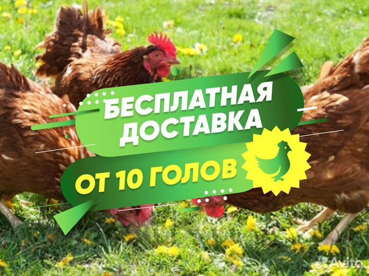 Курочки несушки молодки с доставкой