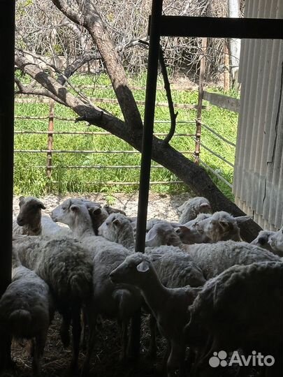 Барашки курдючные