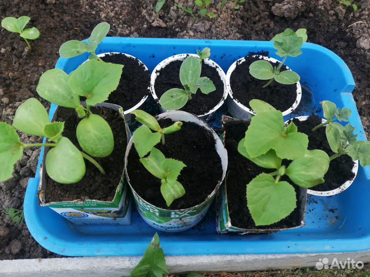 Продам рассаду капусты, арбуза, дыни, подсолнуха