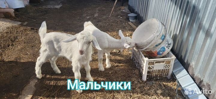 Продам Козлят