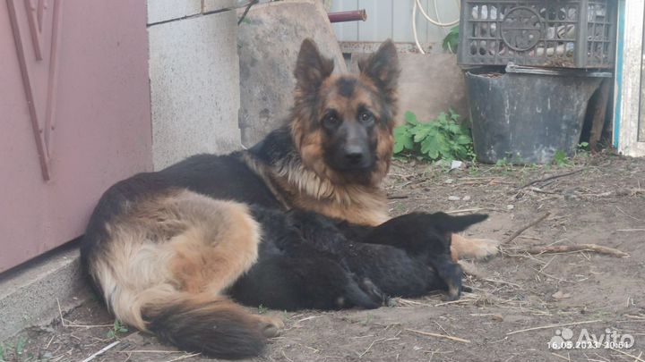 Немецкая овчарка