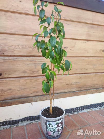 Фикус бенджамина взрослое растение 80 см