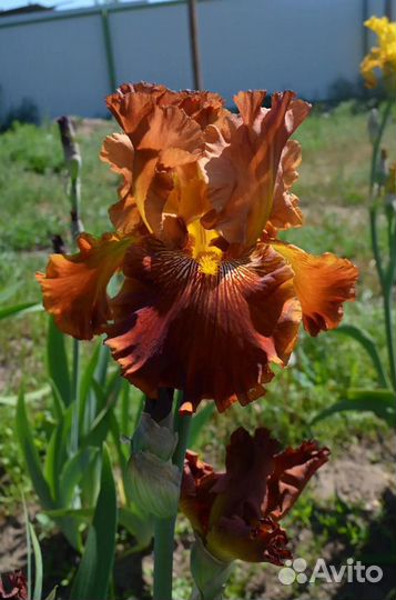 Ирисы бородатые садовые