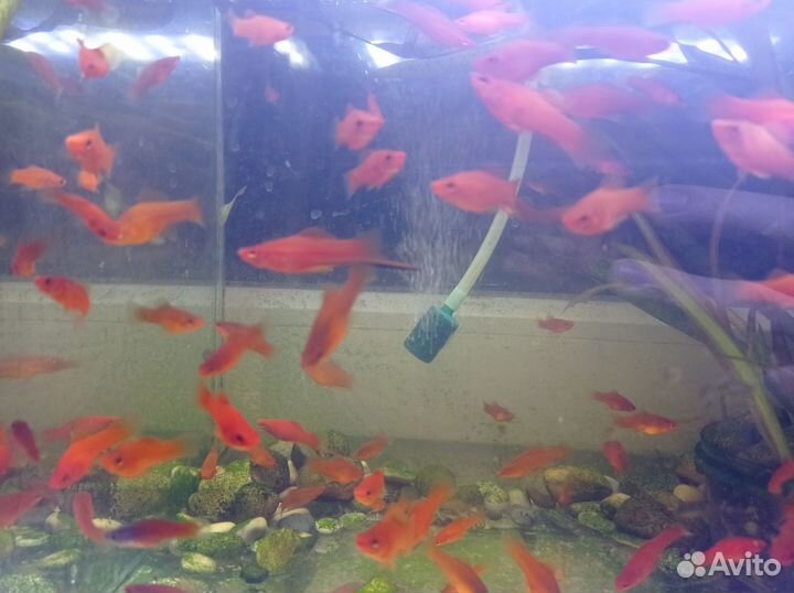 Меченосцы красивые