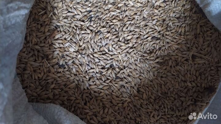 Пшеница овес ячмень дробленка ячменя