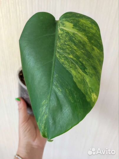 Монстера вариегатная жёлтая yellow splash
