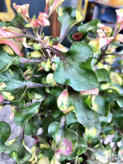 Хаутюния, рео, герань