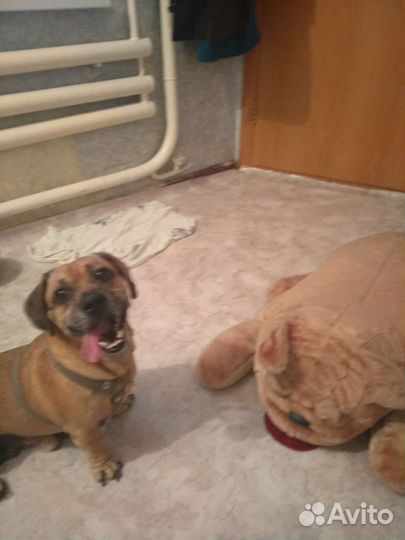 Передержка животных