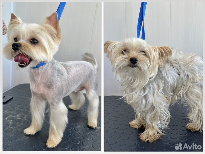 Груминг собак