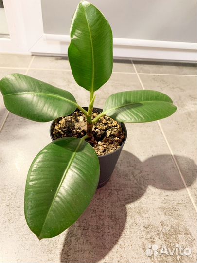 Фикус каучуконосный эластика