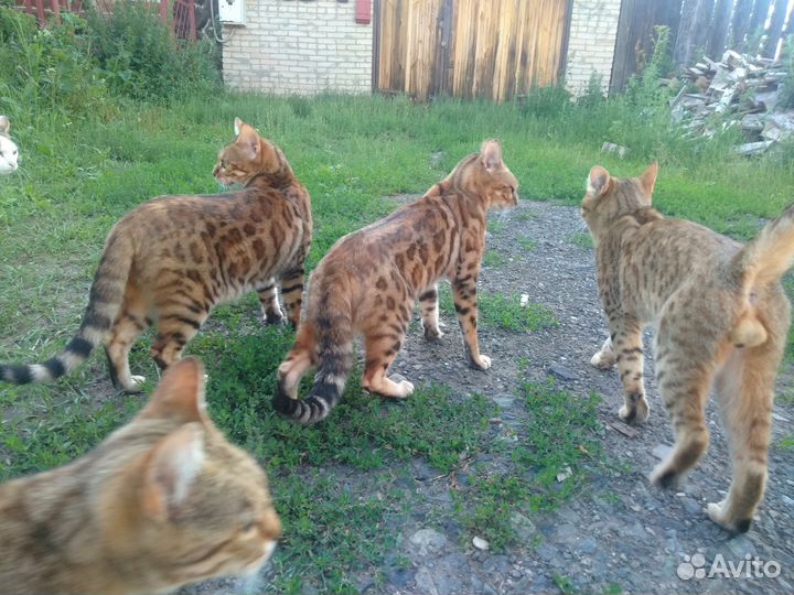 Бенгальская кошка бесплатно