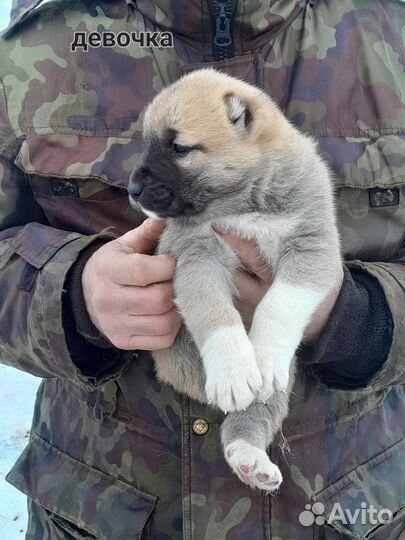 Собака алабай