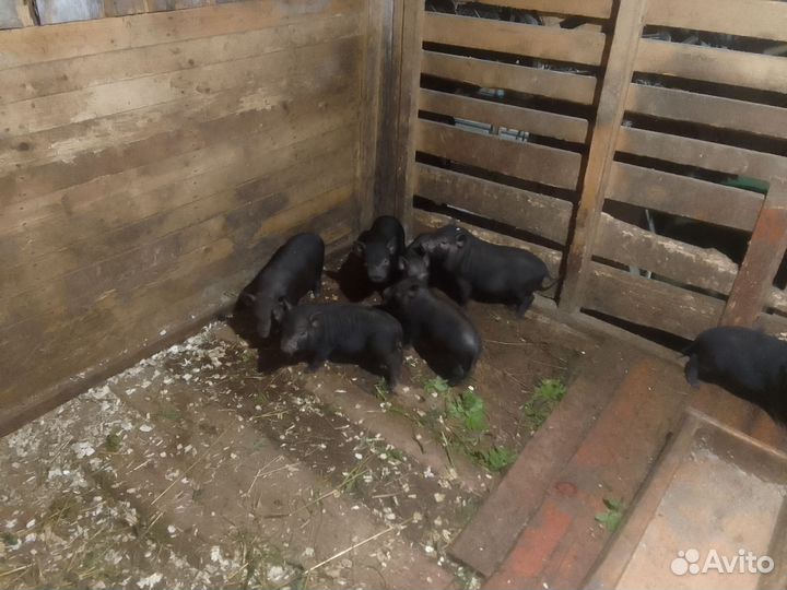 Вьетнамские поросята