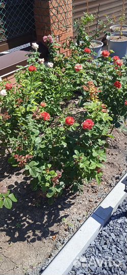 Розы, гибискусы