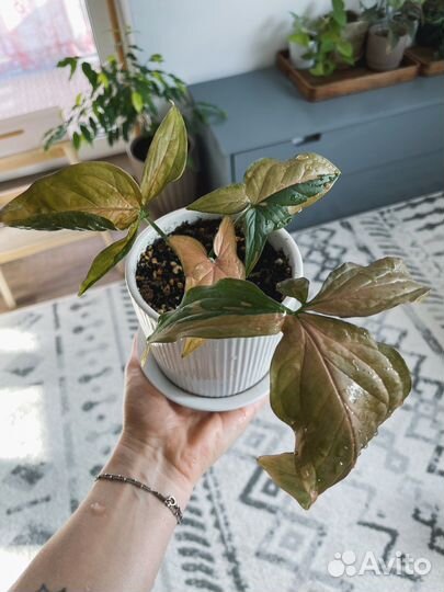 Сингониум ред спот