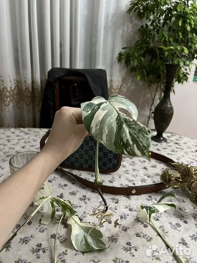 Монстера альба