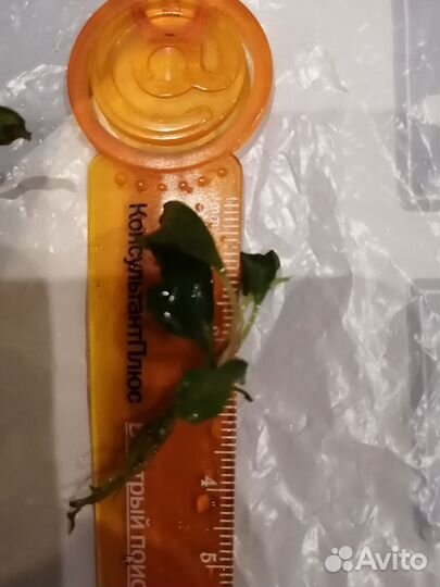 Аквариумные растения