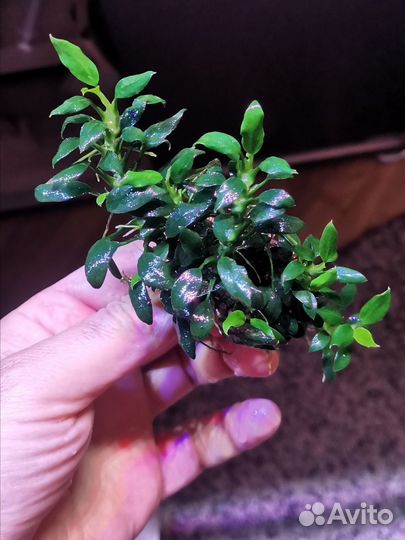 Аквариумные растения и рыбки