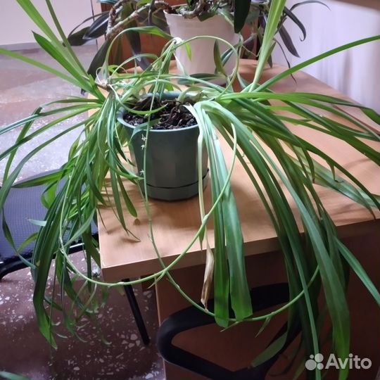 Хлорофитум