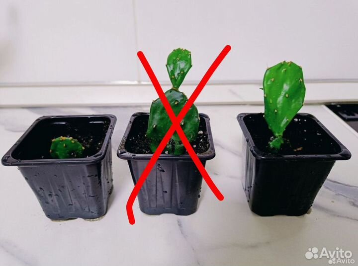 Кактус Опунция Ямайская