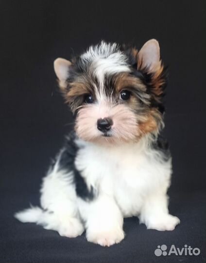 Мини бивер мальчик