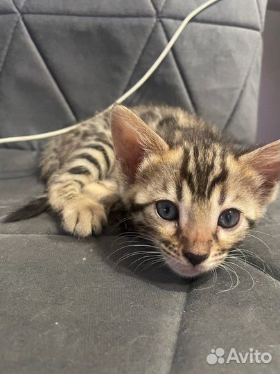 Бенгальские котята