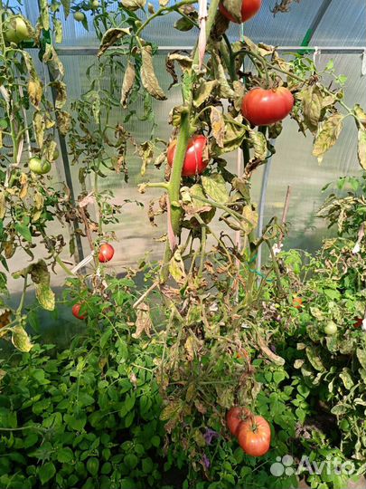 Помидоры домашние