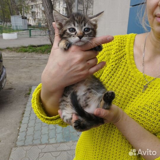 Европейская