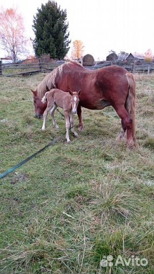 Кобыла с жеребенком