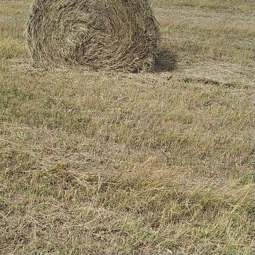 Продам сено в рулонах